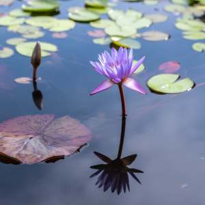 The Nordic Healer's Guide to Manifesting a Healthy & Abundant Life