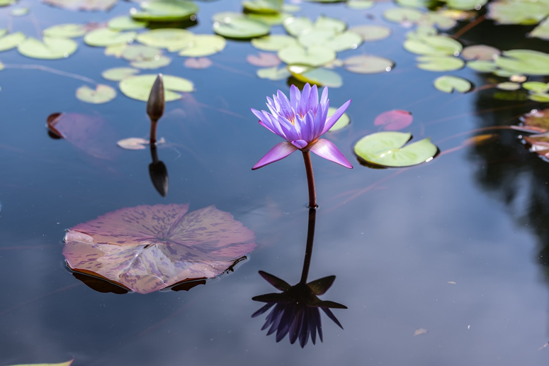 The Nordic Healer's Guide to Manifesting a Healthy & Abundant Life